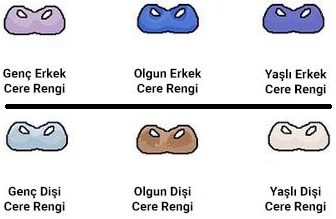 cere rengi