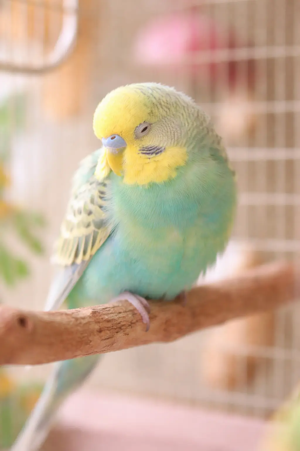 muhabbet kusu neden surekli uyudu