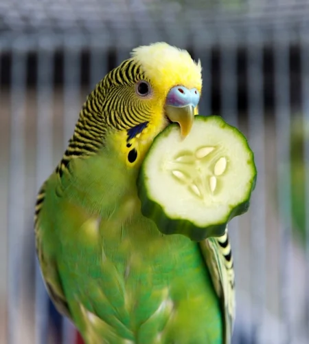 Muhabbet Kuşu Salatalık Yer mi? Faydaları ve Doğru Verme Yöntemi