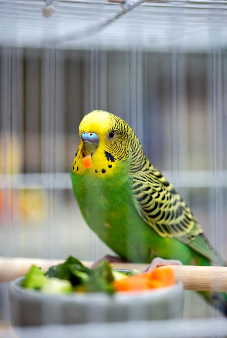 muhabbet kusu salatalik