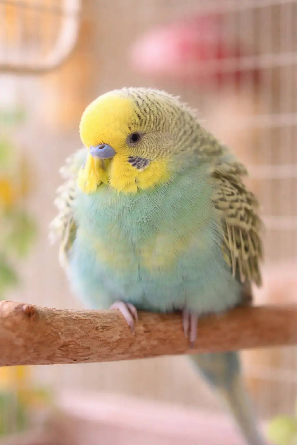 muhabbet kusu uyku duzeni